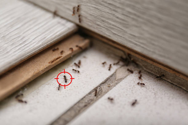 Professional Pest Control in Tashua, CT