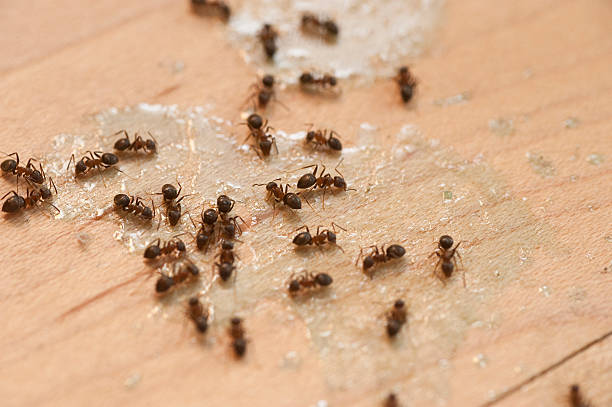 Best Ant Control Services  in Tashua, CT